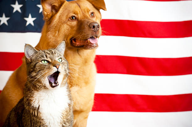 cat and dog with US flag stock photo