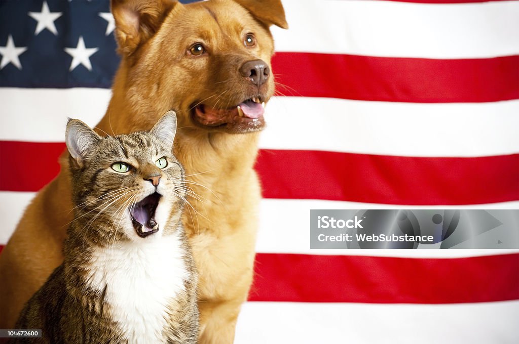 Gato e cachorro com bandeira dos EUA - Foto de stock de Gato doméstico royalty-free