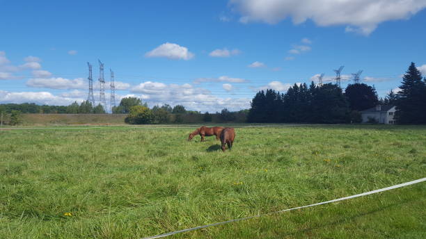 istock Brown Horses in the Country 1046728522