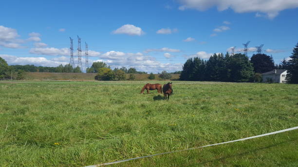 istock Brown Horses in the Country 1046728524