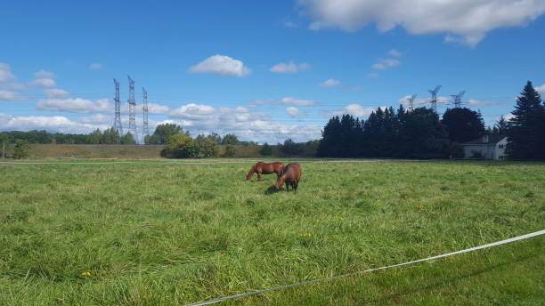 Brown Horses in the Country