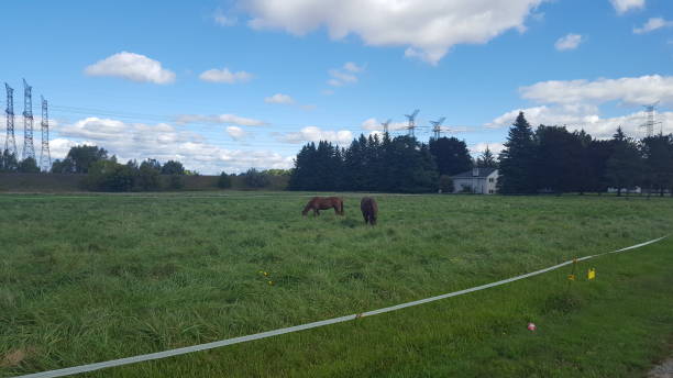 istock Brown Horses in the Country 1046728530