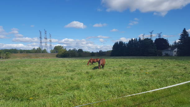 istock Brown Horses in the Country 1046728532