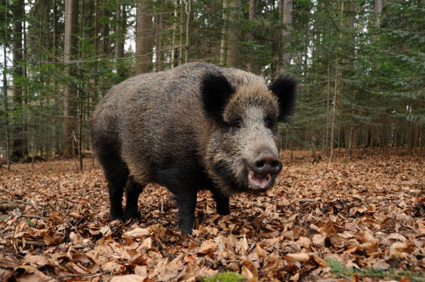 wild boar (sus scrofa) - sanglier photos et images de collection