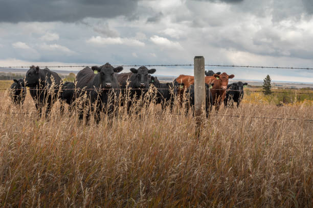 トホーグ、アルバータ牛の牧草地 - alberta canada animal autumn ストックフォトと画像