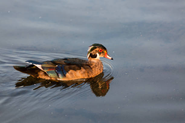 istock Male wood duck 1046745798