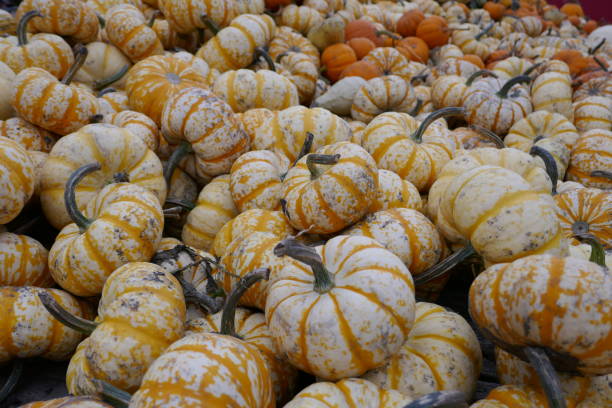 istock Heap of Pumpkins 1046750350