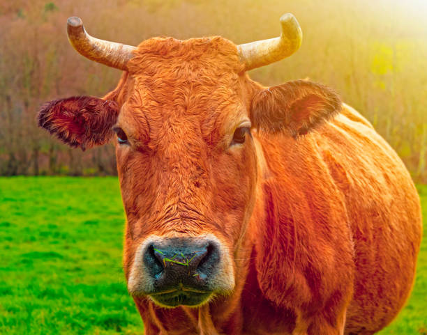 istock red cute cow, close-up portrait 1046750702