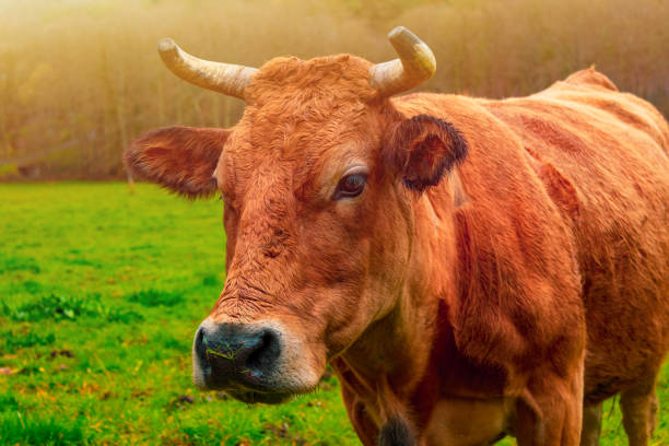 istock red cute cow, close-up portrait 1046750704
