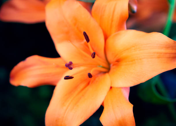 Macro shot of lilium bulbiferum. Often referred to as Asiatic lily, orange lily, fire lily, and tiger lily, Lilium bulbiferum is an herbaceous European lily with underground bulbs, belonging to the Liliaceae.