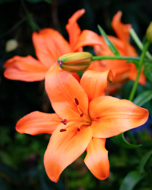 istock Orange Lily in Garden, Lilium Bulbiferum - Close-Up 1046753320