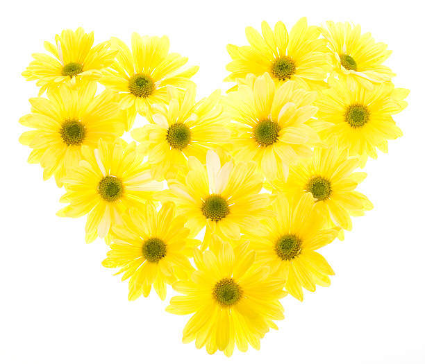 istock Yellow Shasta Daisies Heart Shape 104675357
