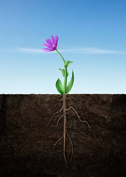 primavera fiore crescere - root growth dirt seed foto e immagini stock
