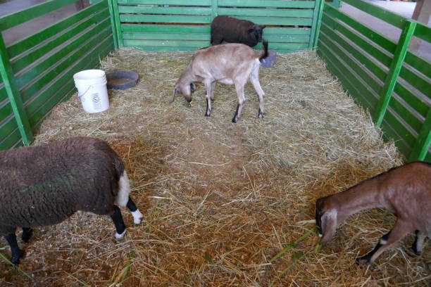 ヤギと羊のふれあい動物園 - sheep fence zoo enclosure ストックフォトと画像