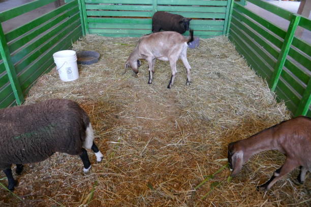 goat and sheep petting zoo - sheep fence zoo enclosure imagens e fotografias de stock