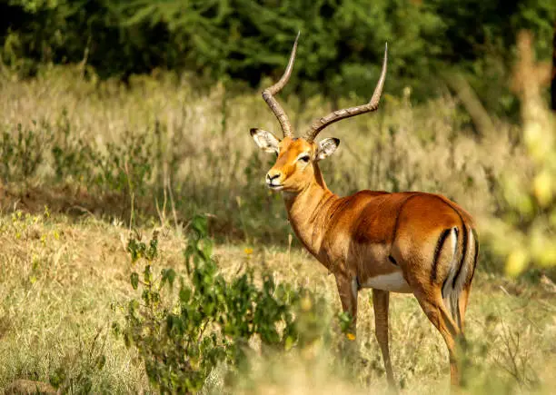 Photo of Impala at Lake Naivasha