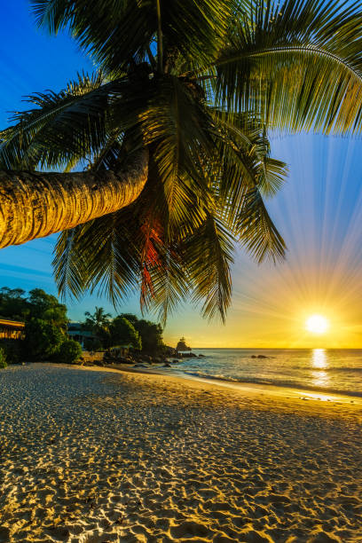 istock beautiful romantic sunset with a palm in paradise, seychelles beach 11 1046757814