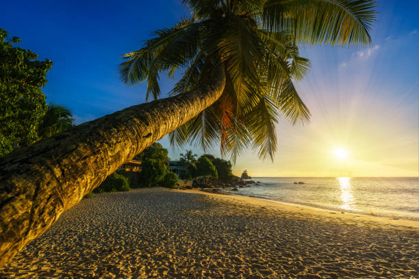 istock beautiful romantic sunset with a palm in paradise, seychelles beach 2 1046757828