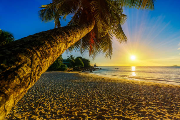istock beautiful romantic sunset with a palm in paradise, seychelles beach 5 1046757924