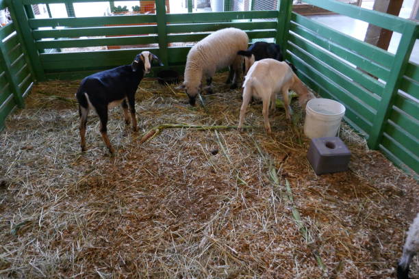 ふれあい動物園 - sheep fence zoo enclosure ストックフォトと画像