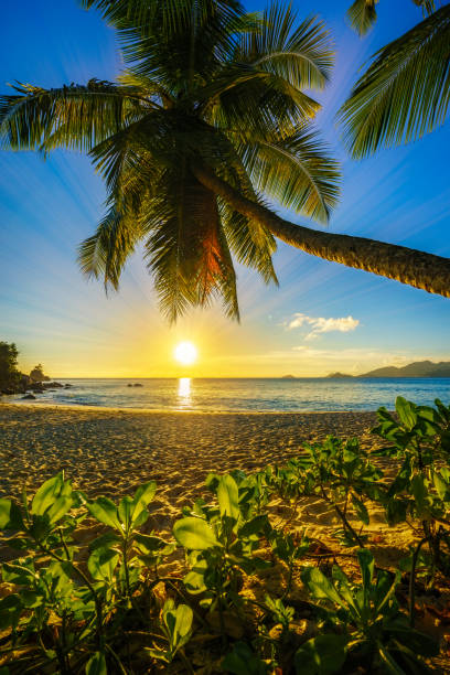 istock beautiful romantic sunset with a palm in paradise, seychelles beach 8 1046757958