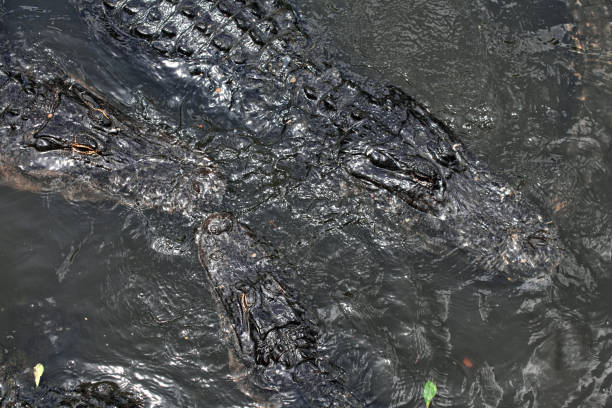 istock Close up Alligators floating on water 1046759582