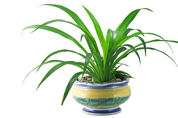Potted plant stock photo
