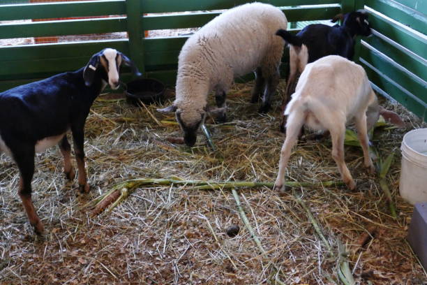 国内の動物 - sheep fence zoo enclosure ストックフォトと画像