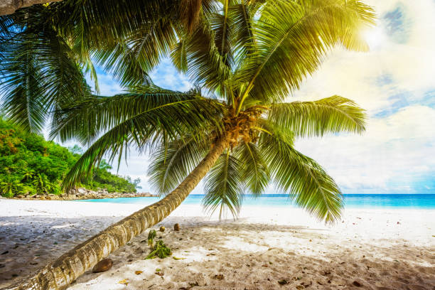 istock Palm tree,white sand,turquoise water at tropical beach,paradise at seychelles 2 1046760314