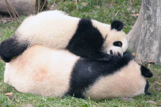 istock Play time for these Giant Pandas 1046765104