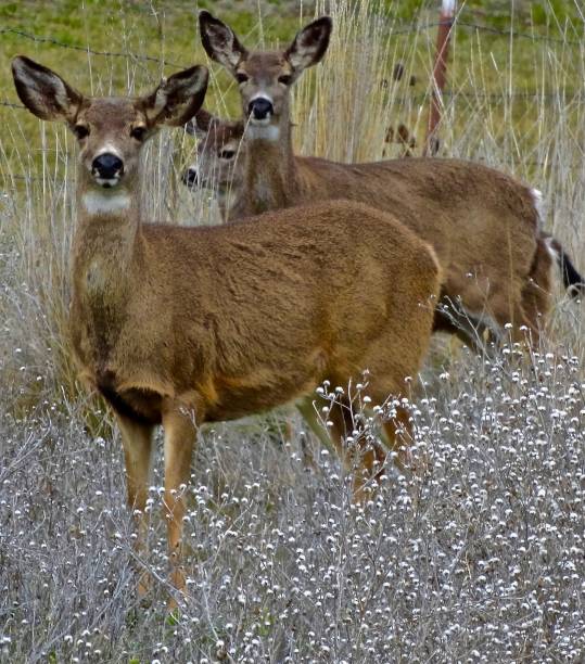 istock Northern California Deer Zen 1046779640