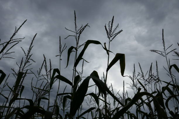 istock Lost in a corn field 1046779750