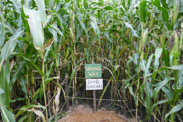 istock Lost in the corn maze 1046779758