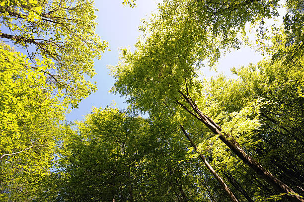istock Looking up at tops of beech trees catching sun 104678225