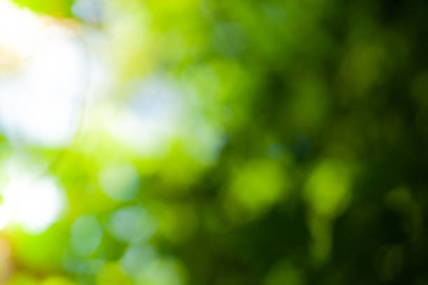 istock out of focus green leaf  blurred background 1046782406