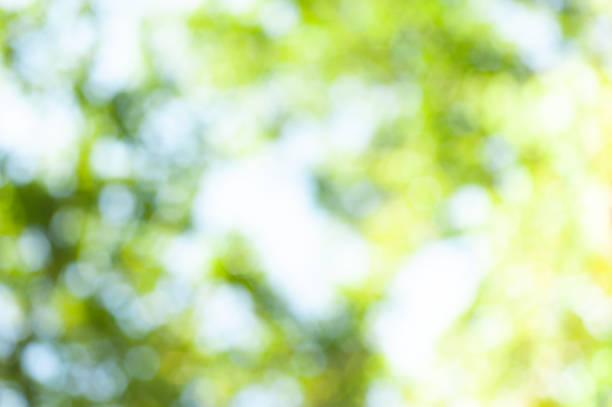 istock out of focus green leaf  blurred background 1046782410