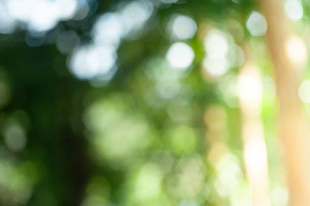 istock out of focus green leaf  blurred background 1046782422