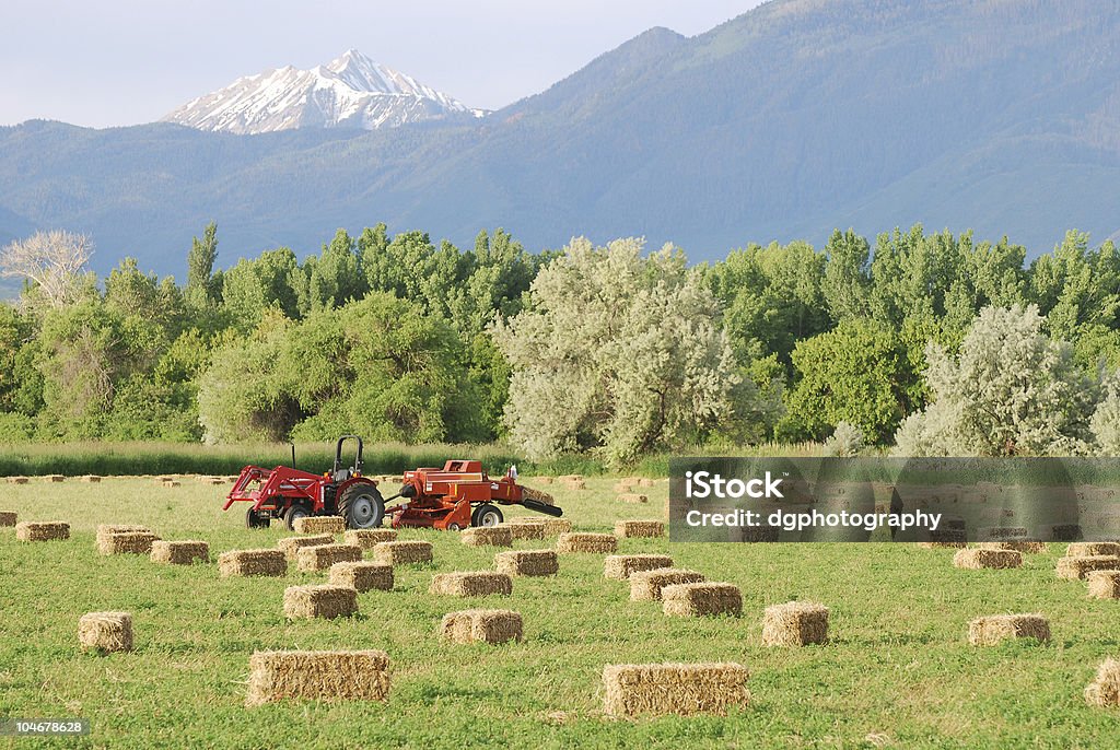 Hay bales in a field  Agricultural Field Stock Photo