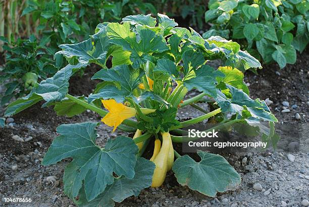 Kürbis Pflanze Im Garten Stockfoto und mehr Bilder von Baumblüte - Baumblüte, Blatt - Pflanzenbestandteile, Bohne