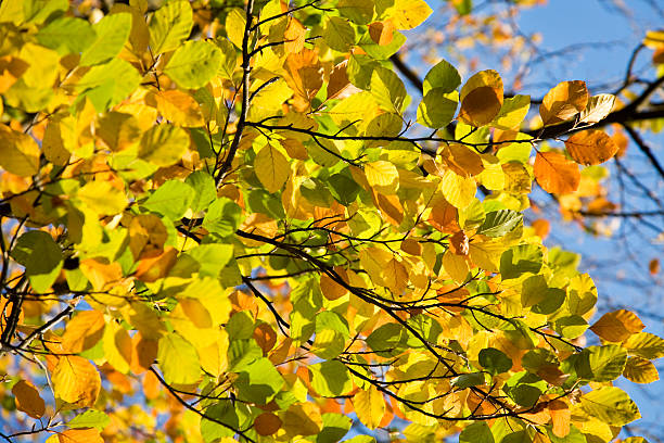 istock focused colored autumn leaves in warm light 104678703