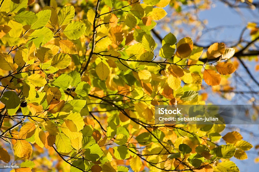 Wunderschönen Herbstfarben in warmen Abend leichte - Lizenzfrei Abenddämmerung Stock-Foto