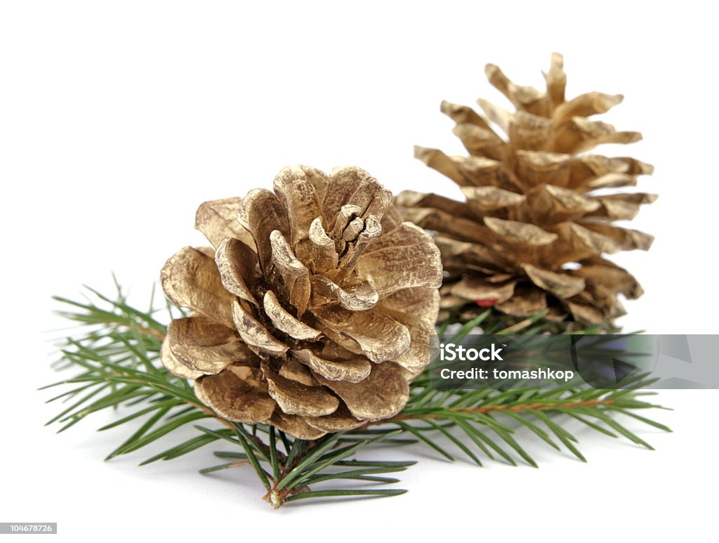 Cones do pinho - Foto de stock de Branco royalty-free