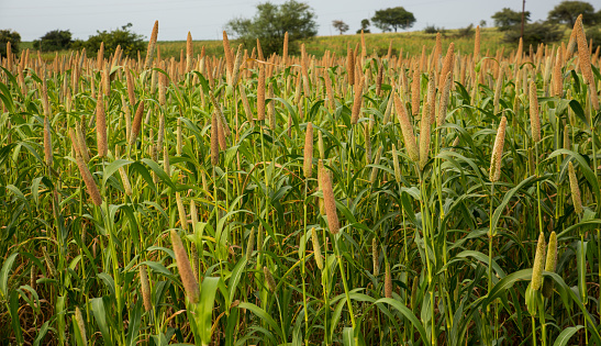 Millet Crop In The Field