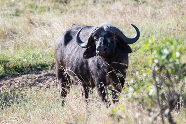 istock African buffalo in Masai Mara, Kenya 1046793202
