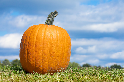 Large orange pumpkins lie for sale on a green meadow in autumn.