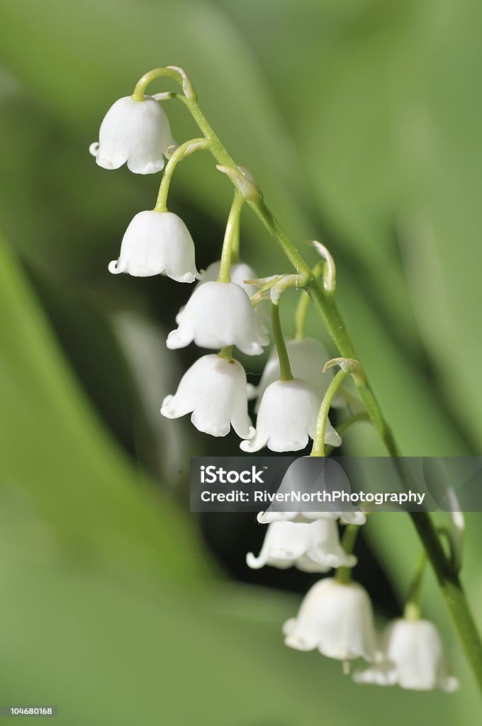 Lily des Valley - Lizenzfrei Blume Stock-Foto