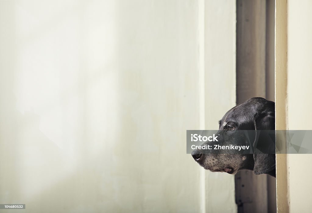 - Hund - Lizenzfrei Bildstörung Stock-Foto