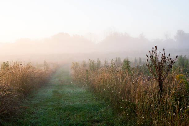Foggy morning at Valley Forge National Park, Pennsylvania, USA