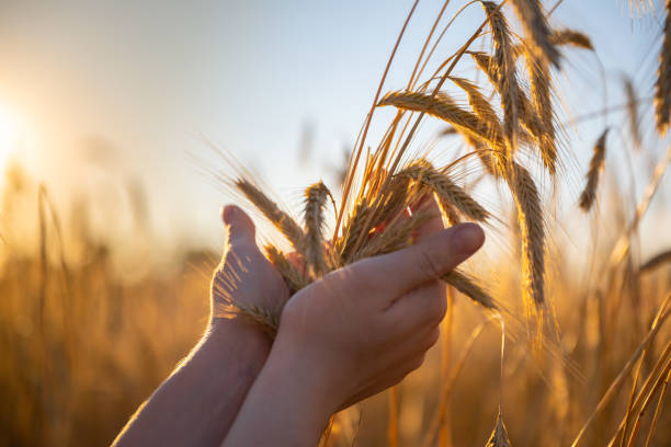 istock Hands holding yellow grass in the field 1046807892