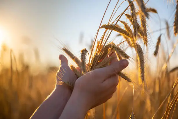 Hands holding yellow grass in a wheat field